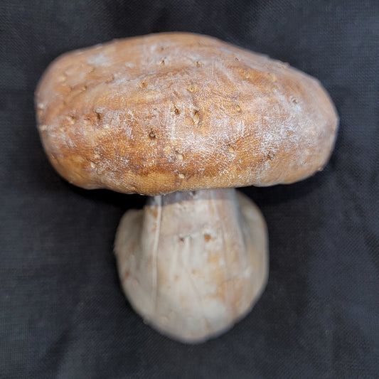Shiitake Mushroom Magnet