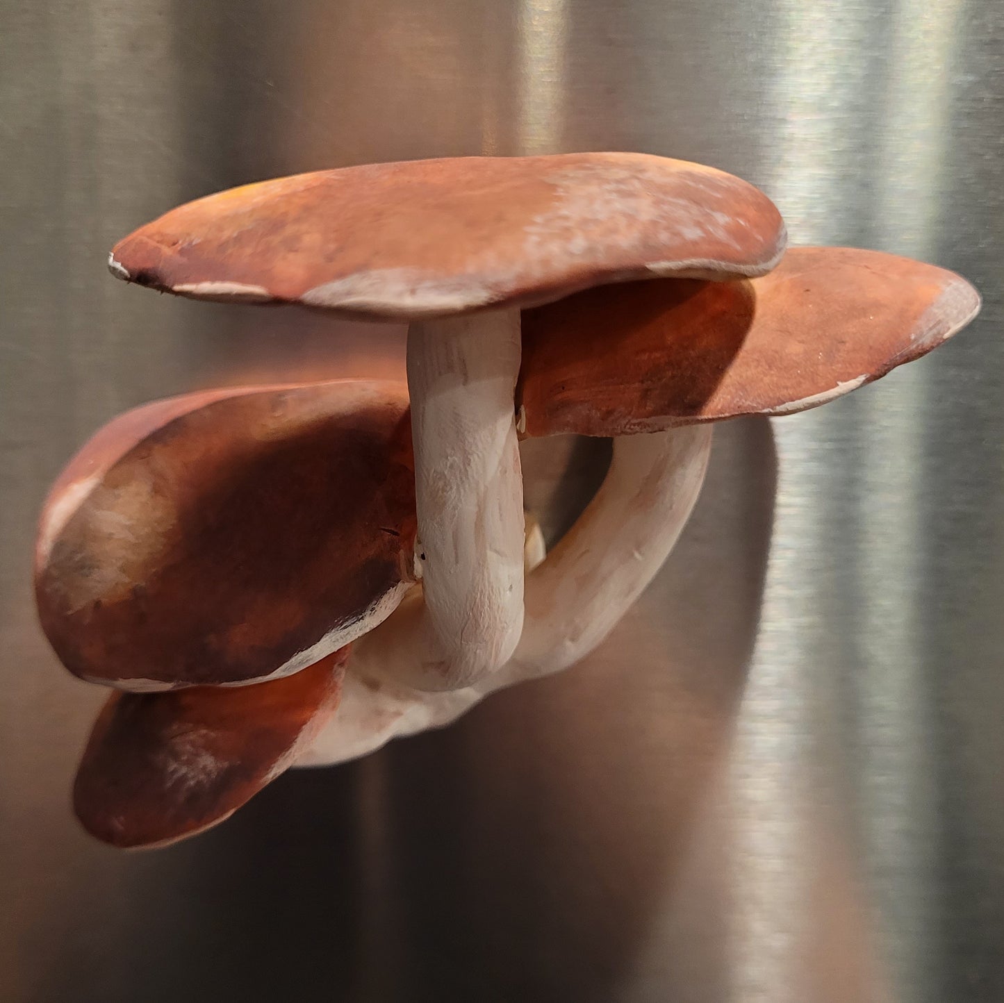 Funeral Bell Mushroom Magnet